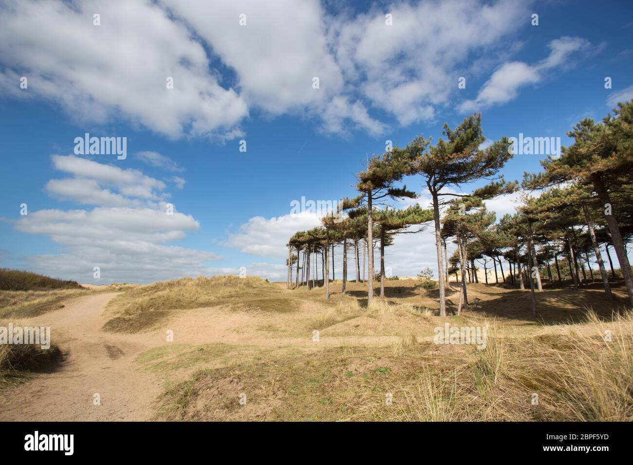 Town of Formby, England. Picturesque view of sand dunes and a pine tree forest at Formby Beach. Stock Photo