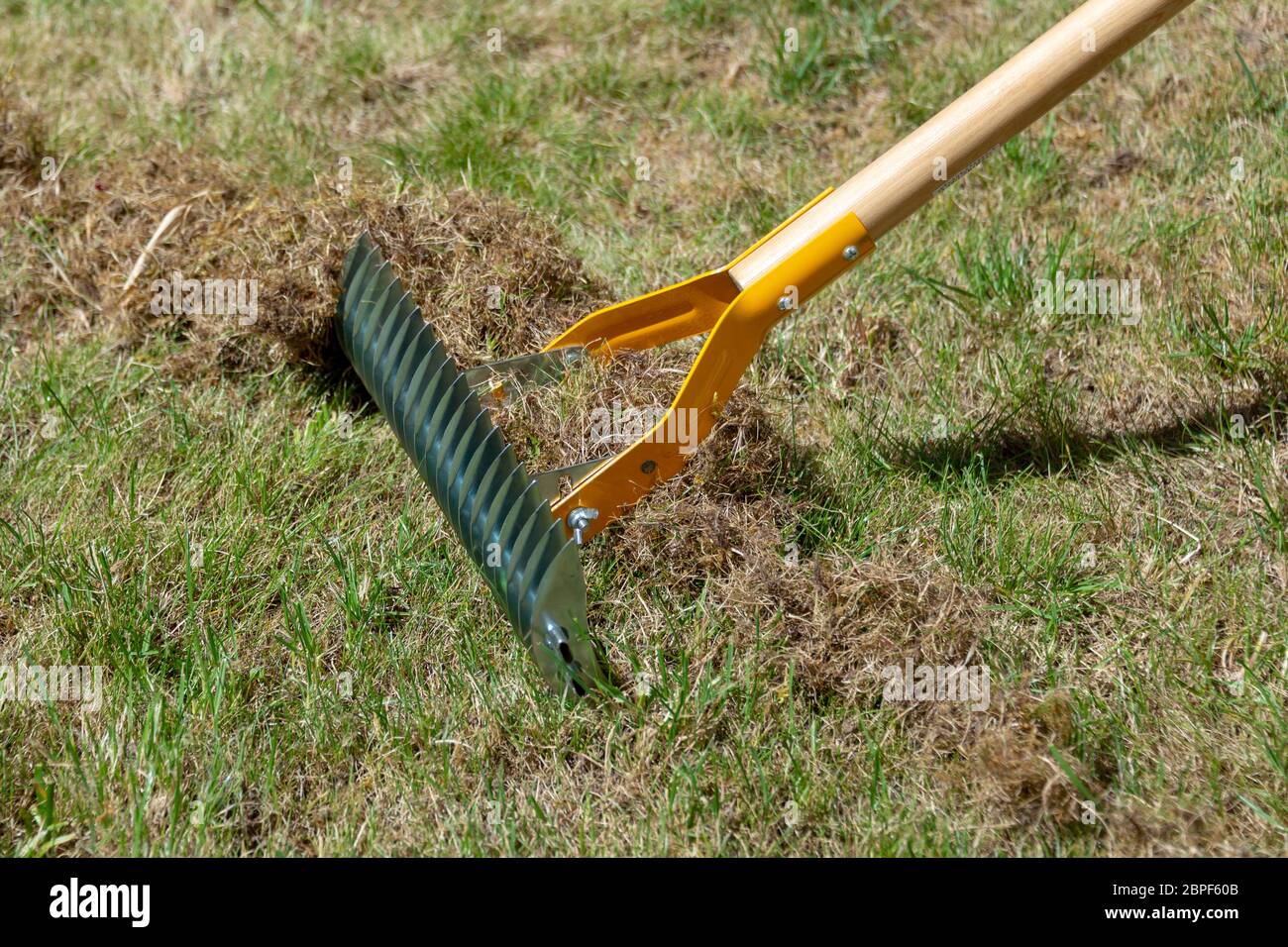 Close up on manual lawn scarifier in a garden in spring Stock Photo