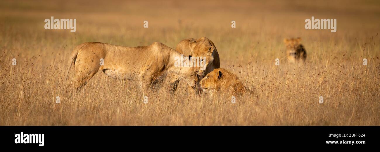 Three lions nuzzle one another in grass Stock Photo