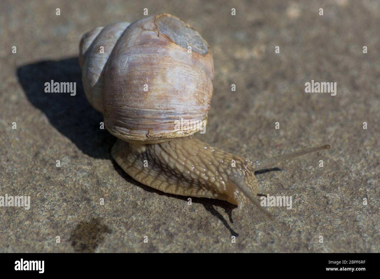 Roman snail - Helix pomatia. Helix pomatia, common names of the Romans, Burgundians, slug with injured casings Stock Photo