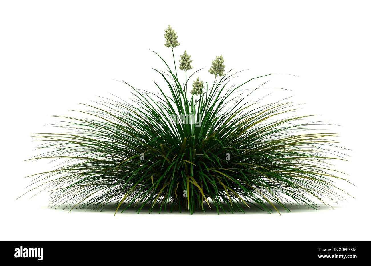 Single Blue Bunchgrass Plant (isolated white background) Stock Photo