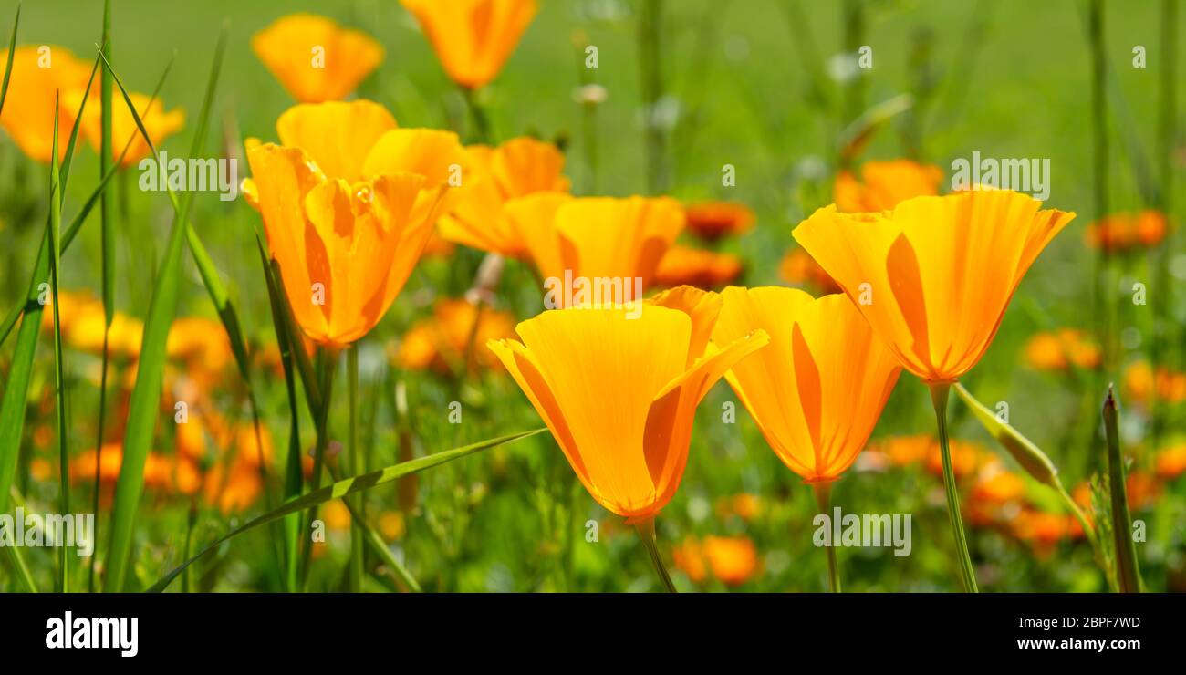 Panorama of California poppies bloom in spring Stock Photo