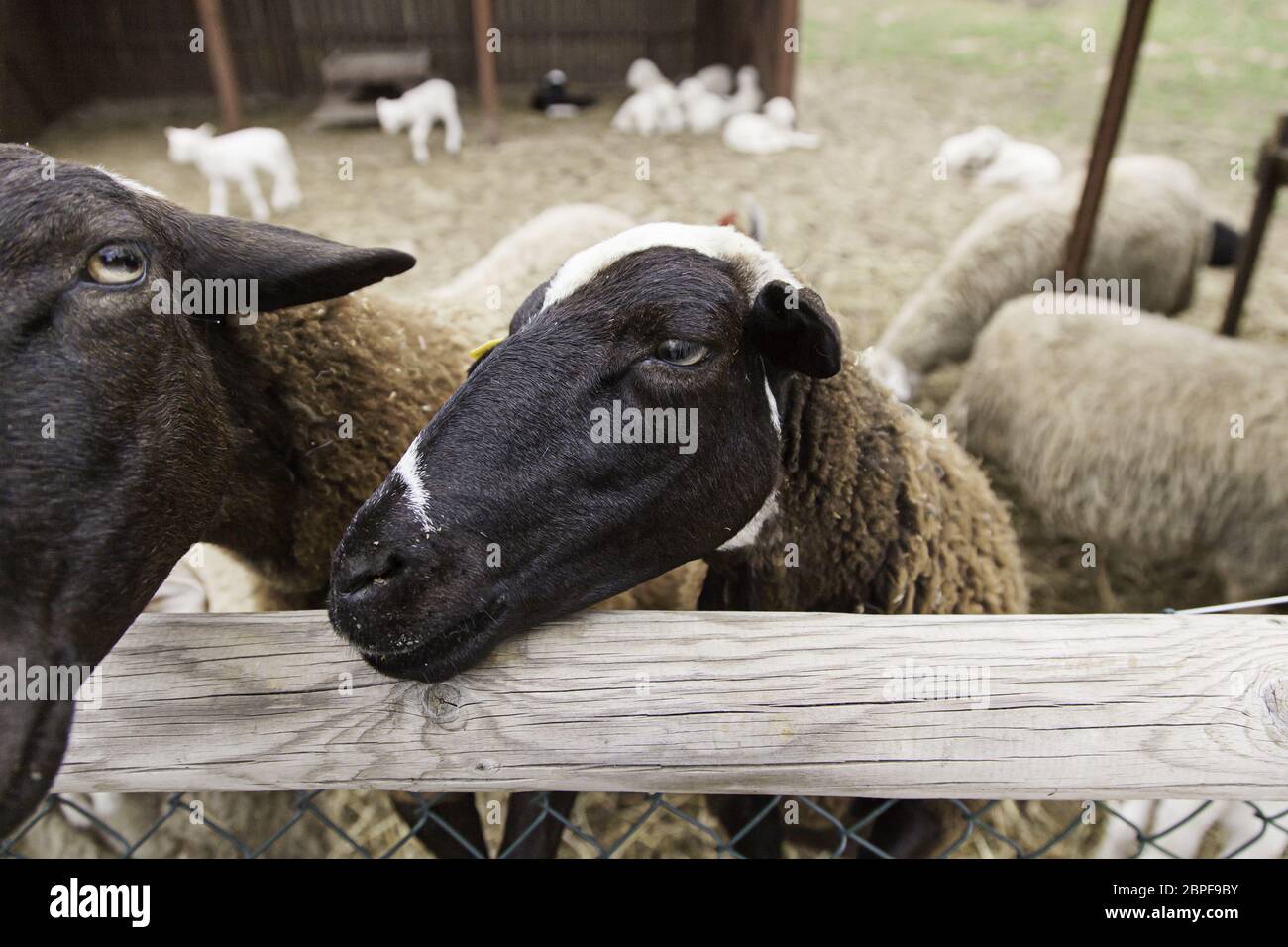 Sheep on a farm, detail of a mammal, farm animal, wool Stock Photo