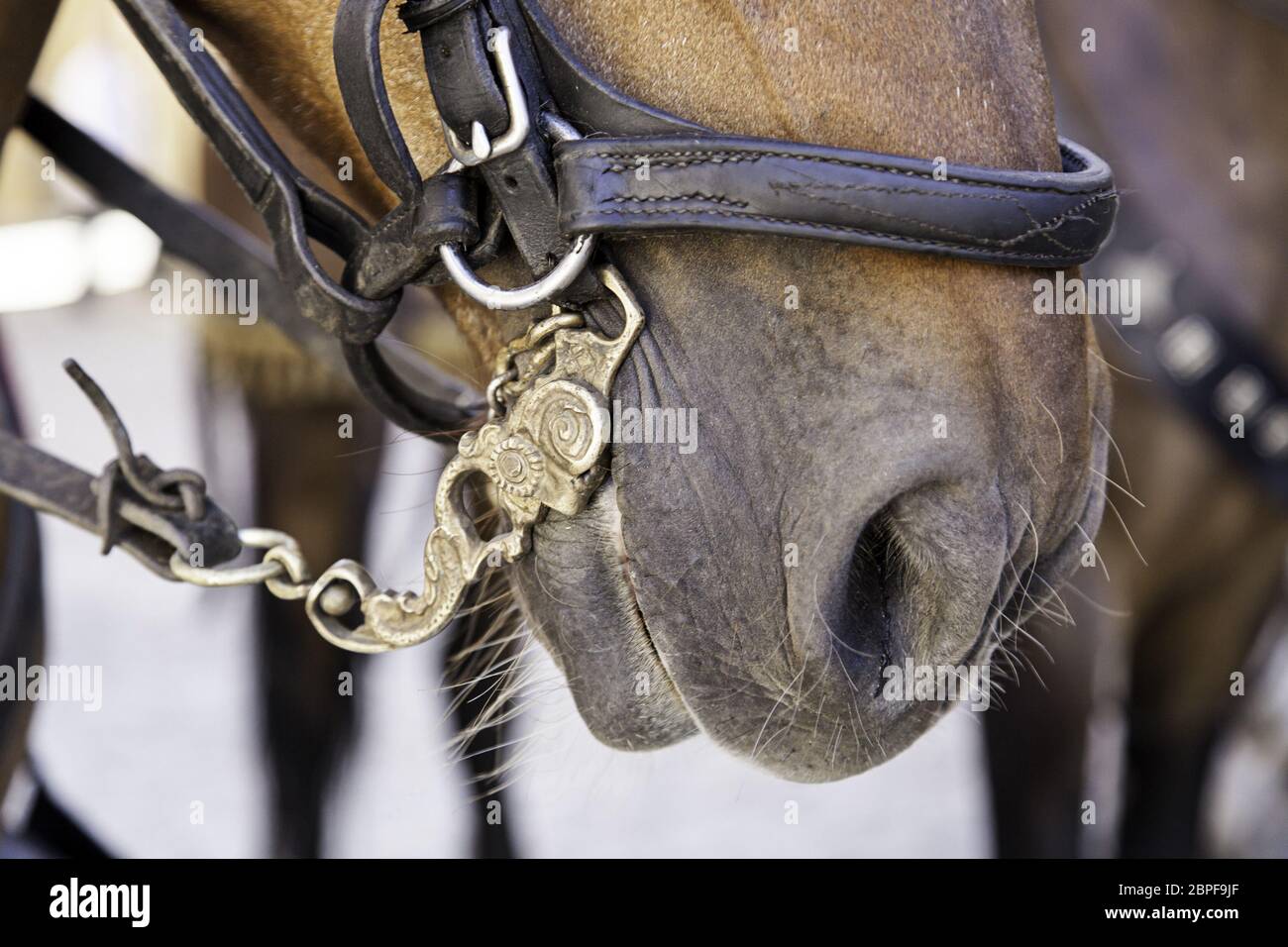 Medieval trained animals hi-res stock photography and images - Alamy