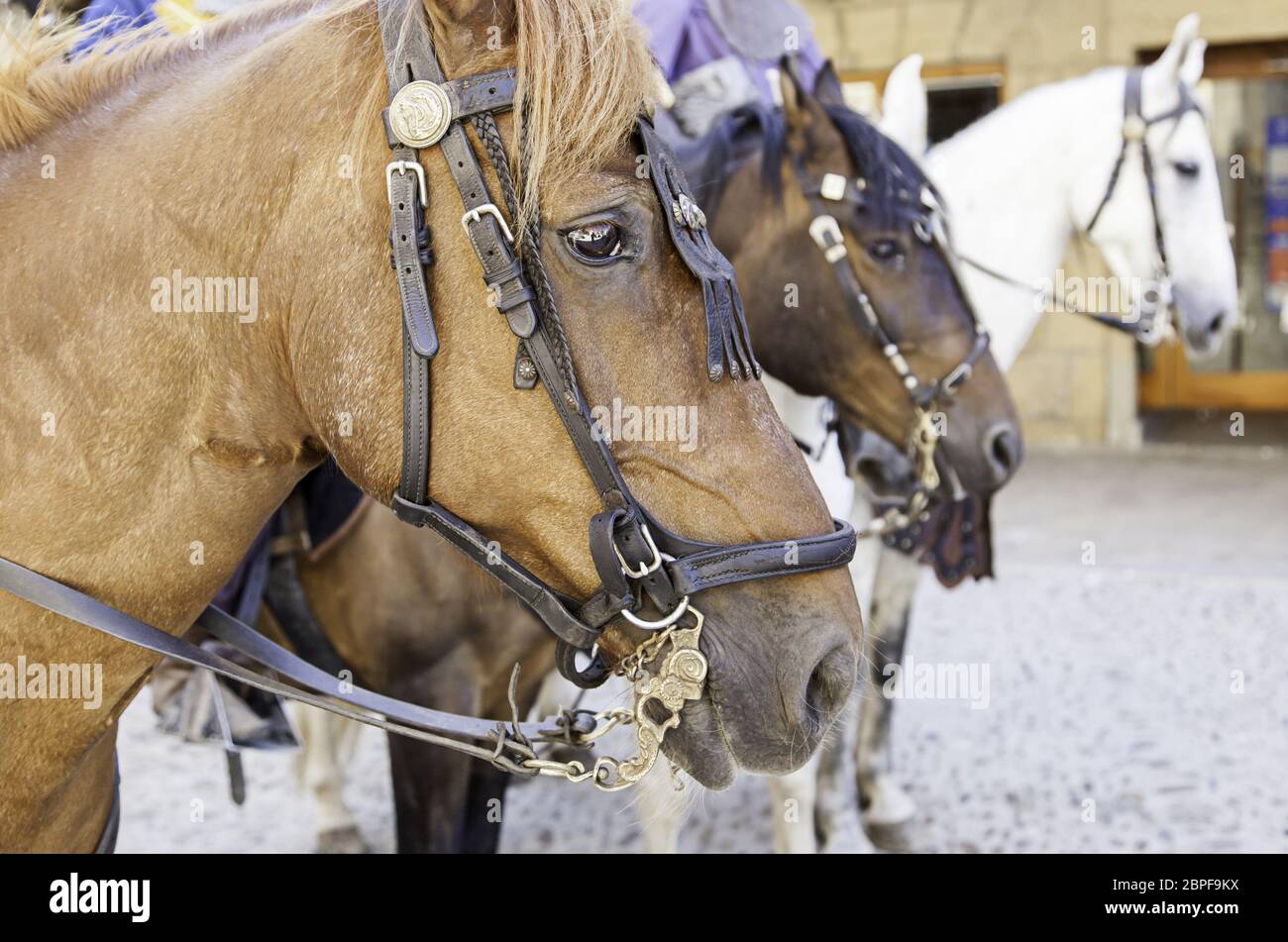 Medieval trained animals hi-res stock photography and images - Alamy