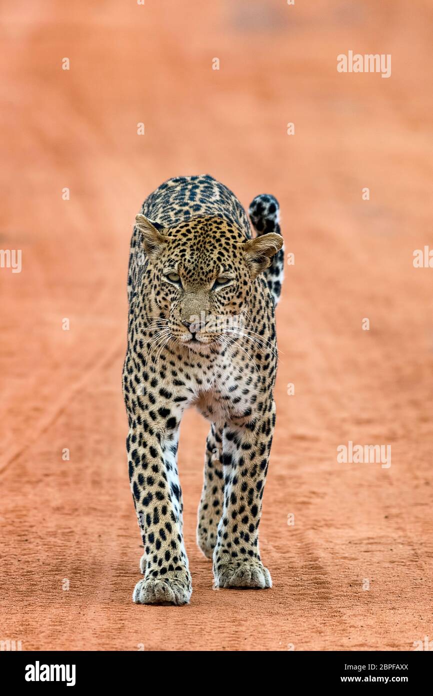 Leopard (Panthera pardus) geht entspannt auf der Sandpiste, Tsavo West Nationalpark, Kenia, Ostafrika Stock Photo