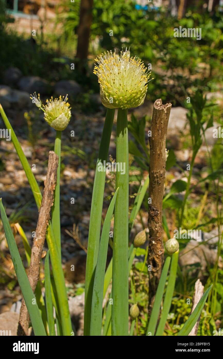 The flowerhead of a Welsh Onion plant, Allium fistulosum, also known as
