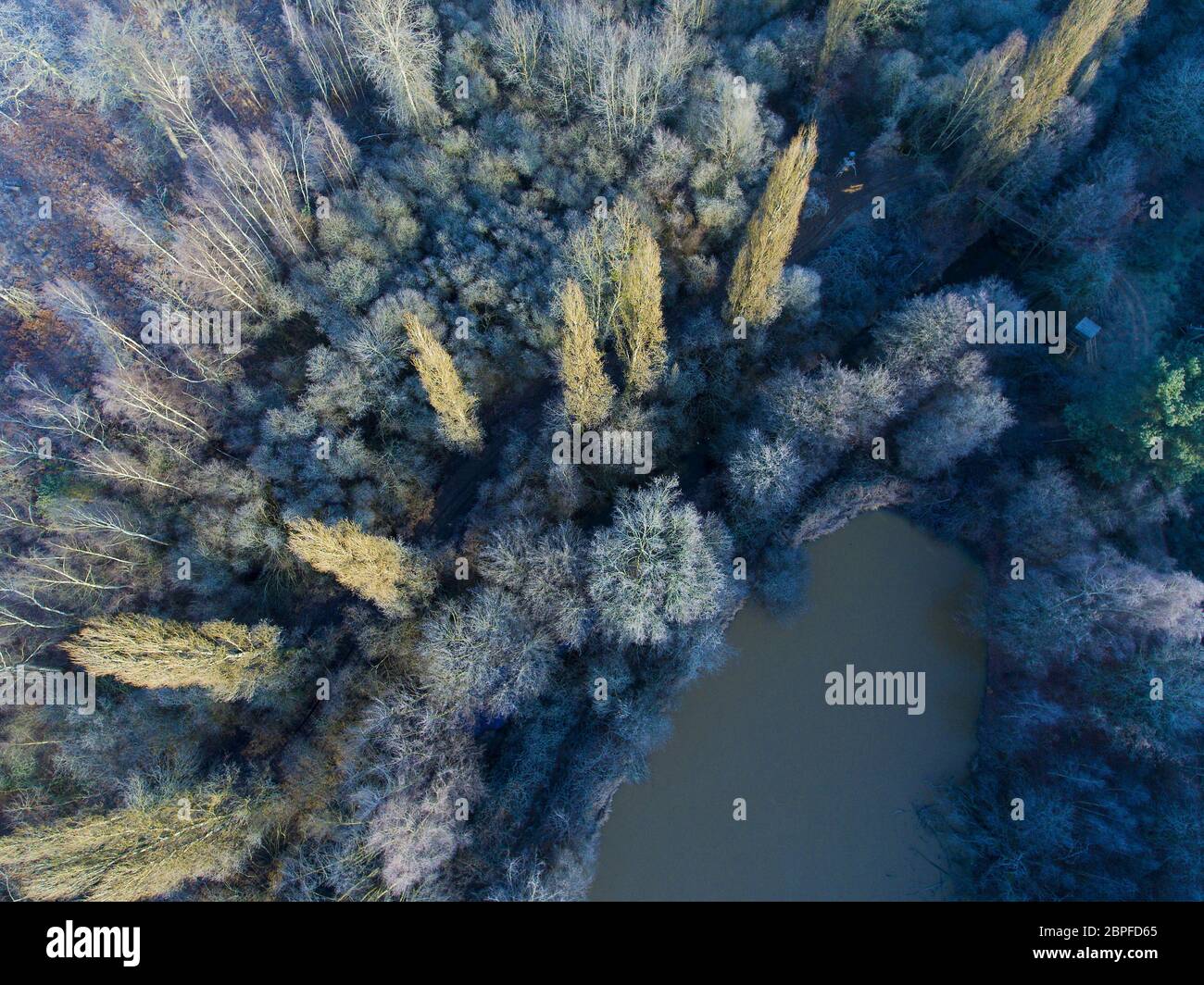 Frozen trees in Theillay, Loir-et-Cher, France Stock Photo