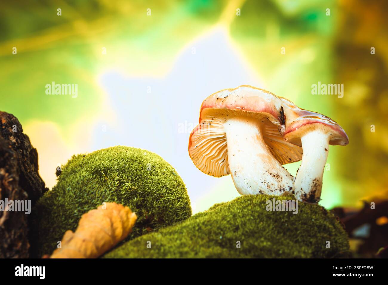 fresh mushroom russula white stalk grows on moss. Stock Photo