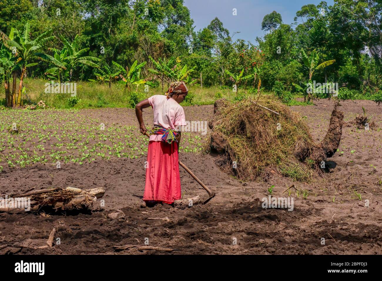 Rural Uganda - September 14, 2014. An African woman prepares garden soil for planting vegetables. Stock Photo