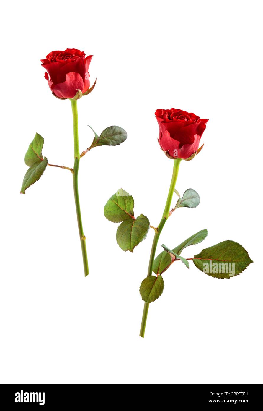 Two red roses isolated on white background Stock Photo - Alamy