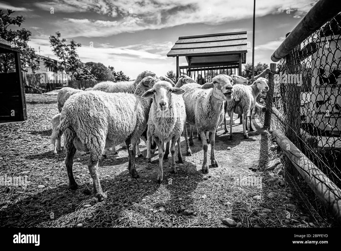 Sheep on a farm, detail of mammalian animals, wool and milk, food