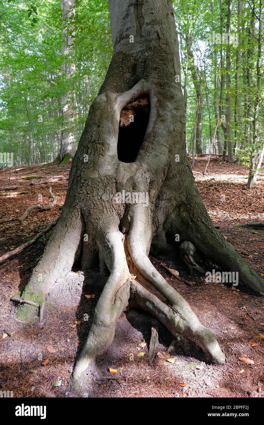 Rotbuche mit Baumhöhle und knorrige Wurzeln - Detailaufnahme Stock Photo
