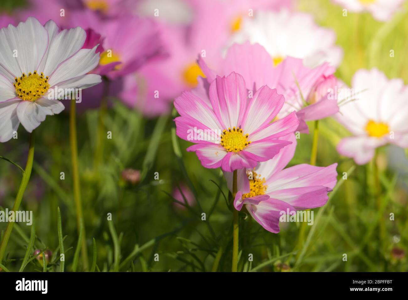 The background image of the colorful flowers, background nature Stock ...