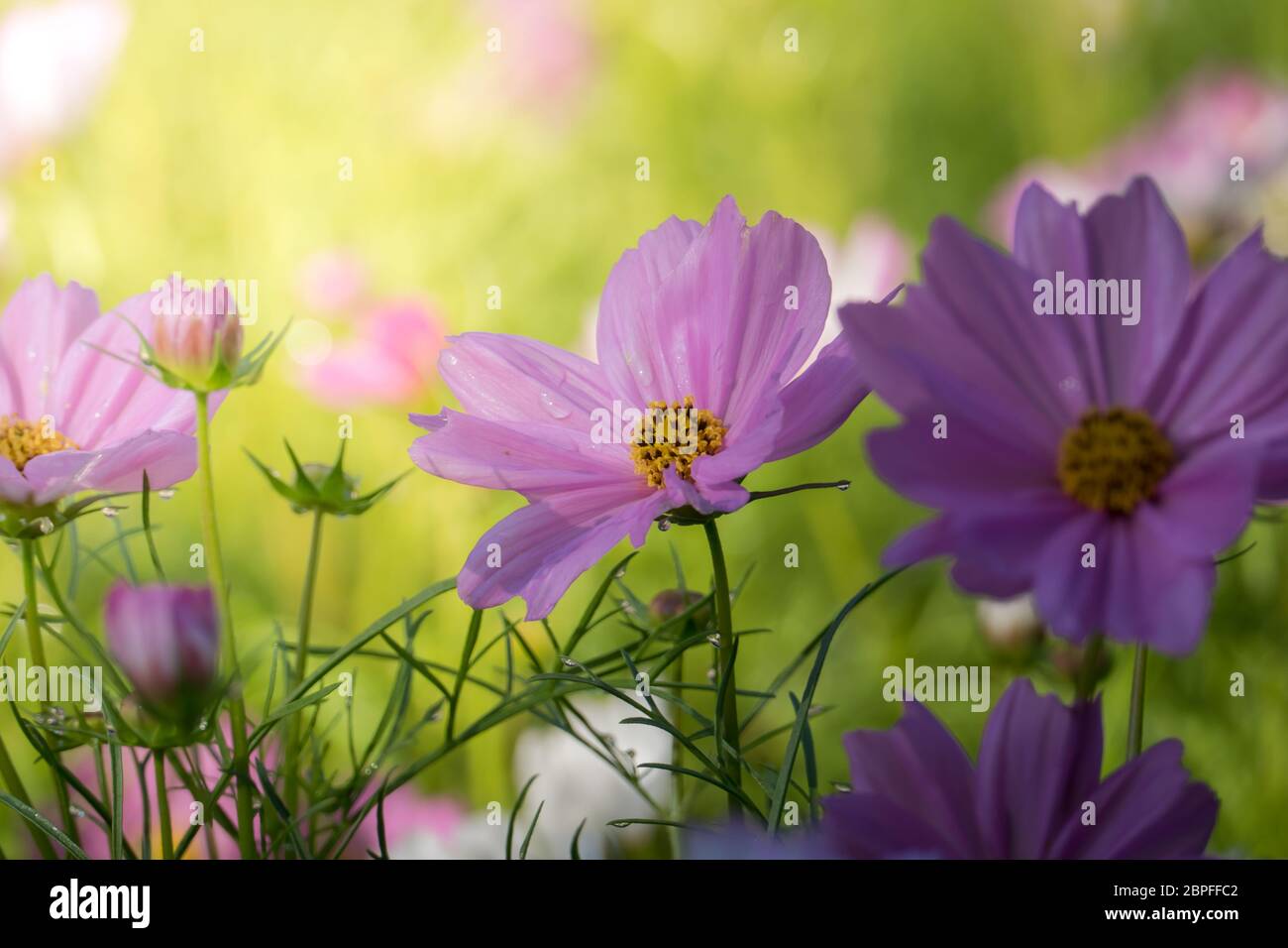 The background image of the colorful flowers, background nature Stock ...