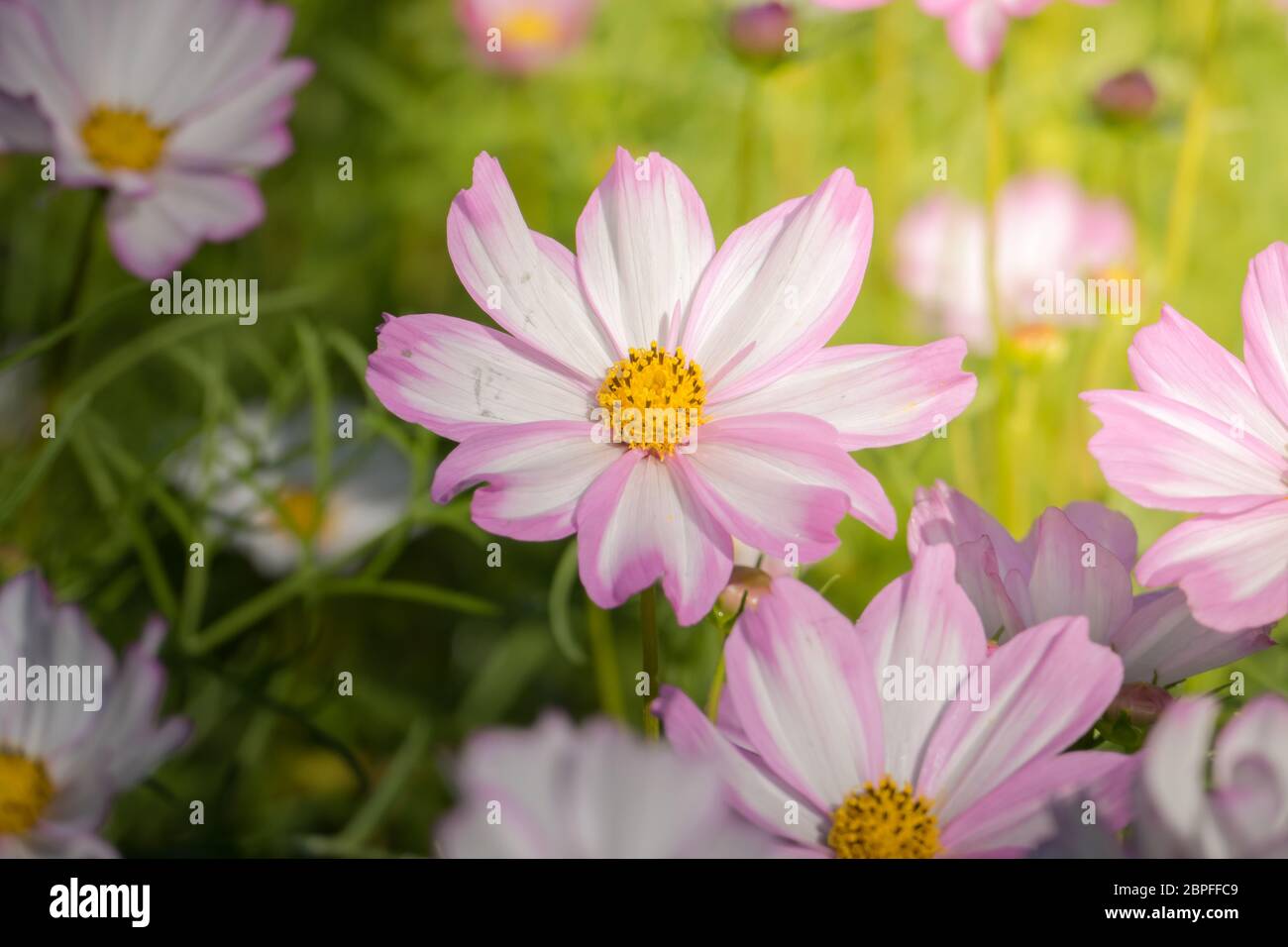 The background image of the colorful flowers, background nature Stock ...