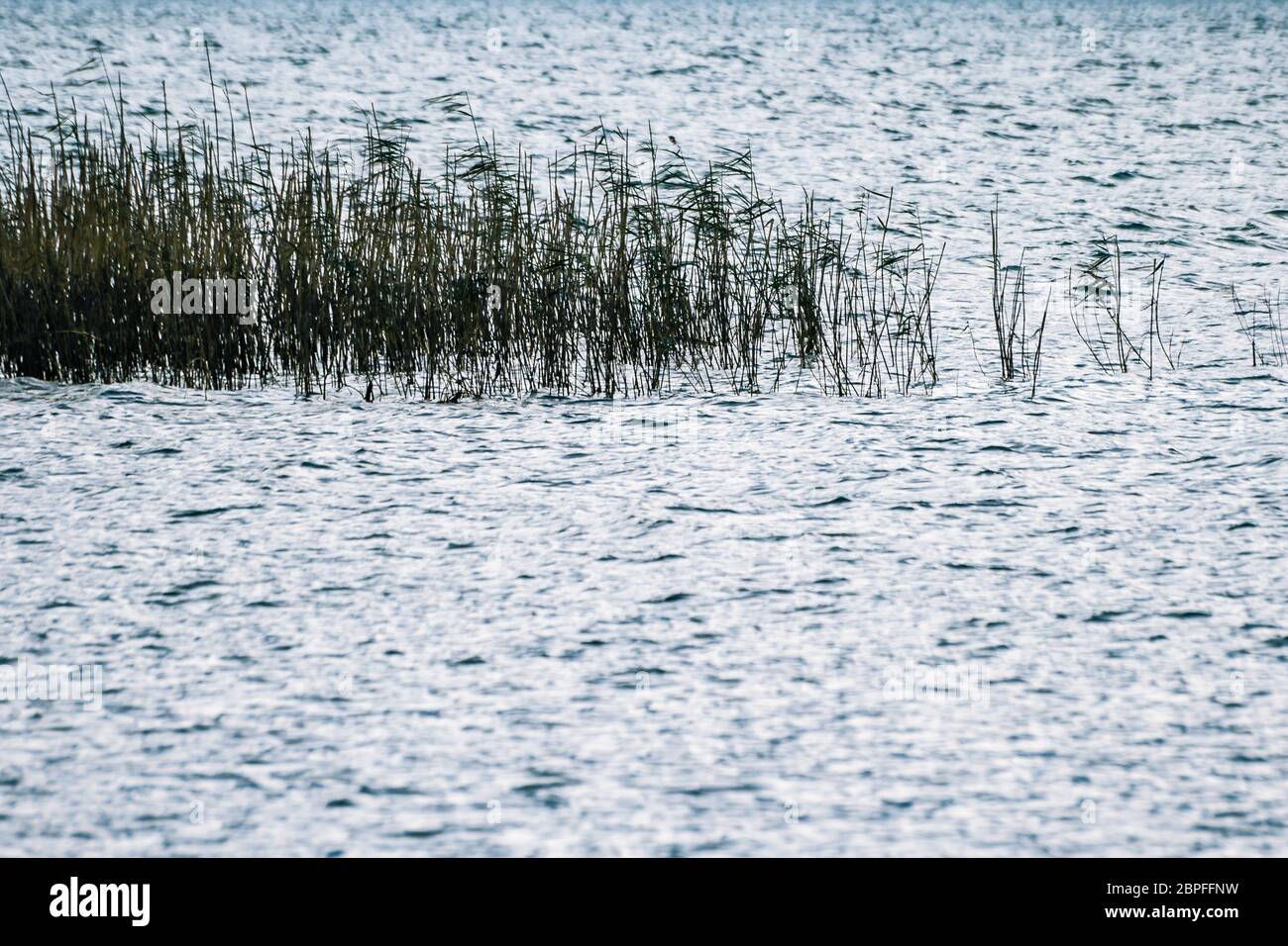 Reed beds in evening sun at Lake in Iznik Stock Photo