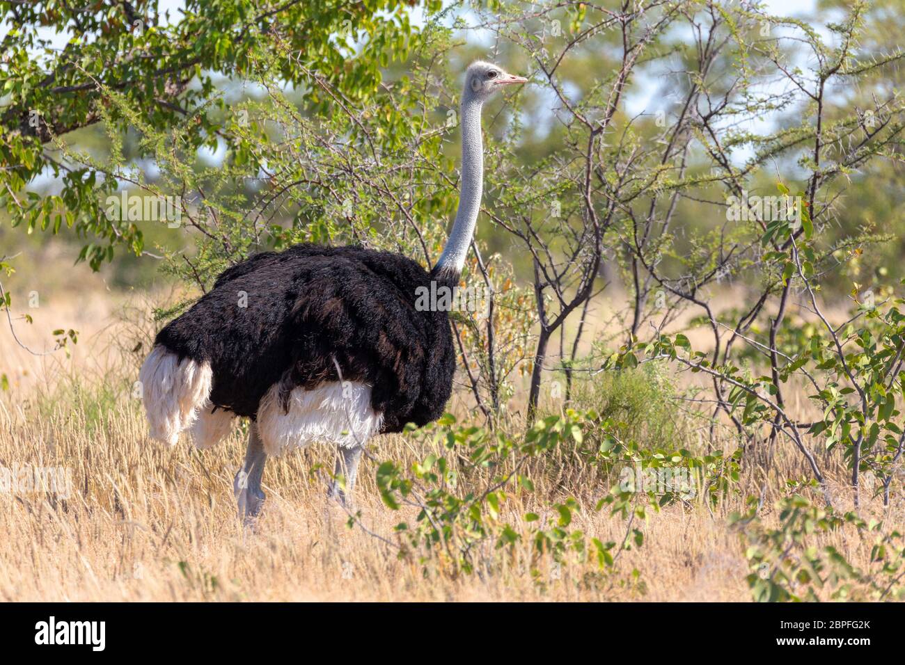 big bird, Ostrich male (Struthio camelus) in natural habitat Etosha, Namibia wildlife safari. Stock Photo