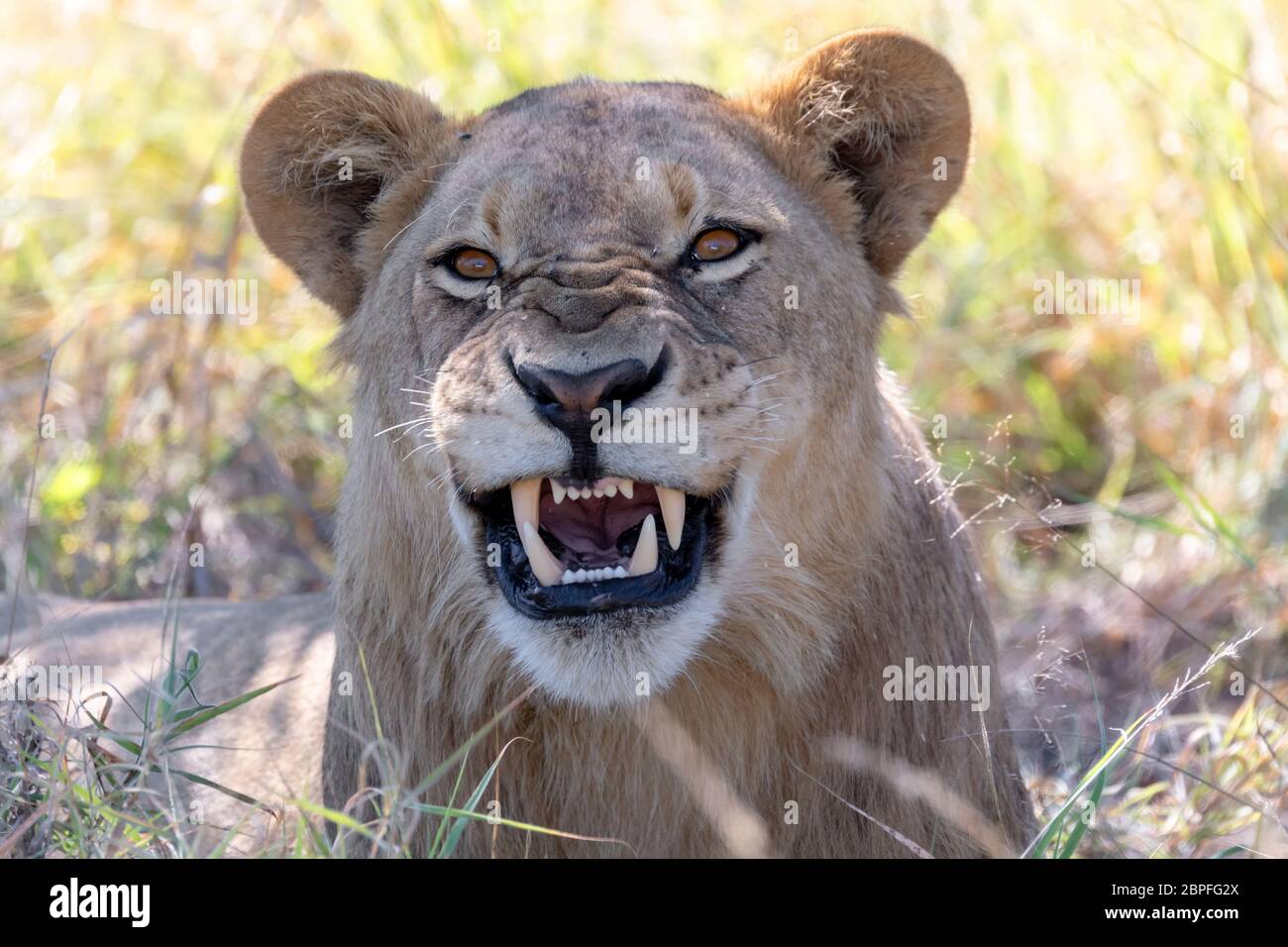 young lion (Panthera leo) without a mane showing teeth and roaring in natural habitat Savuti game reserve. Botswana Africa safari wildlife Stock Photo