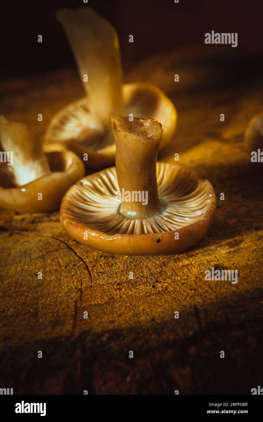 mushrooms russula close up on a stump. Stock Photo