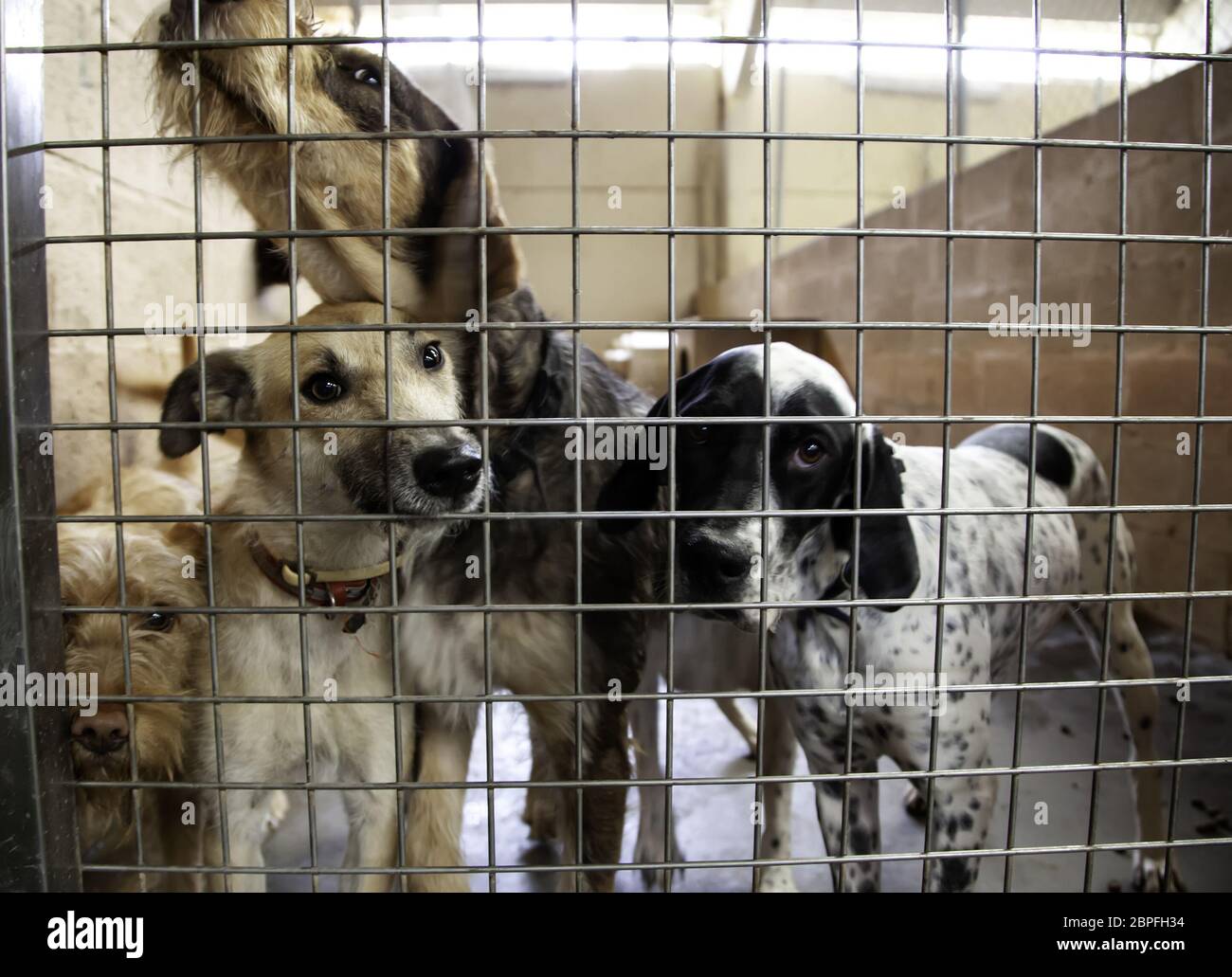 Dog in enclosed kennel, abandoned animals, abuse Stock Photo Alamy