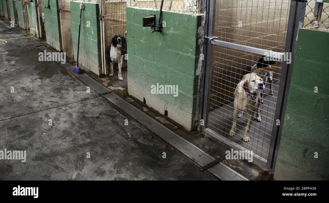 Dog in enclosed kennel, abandoned animals, abuse Stock Photo Alamy