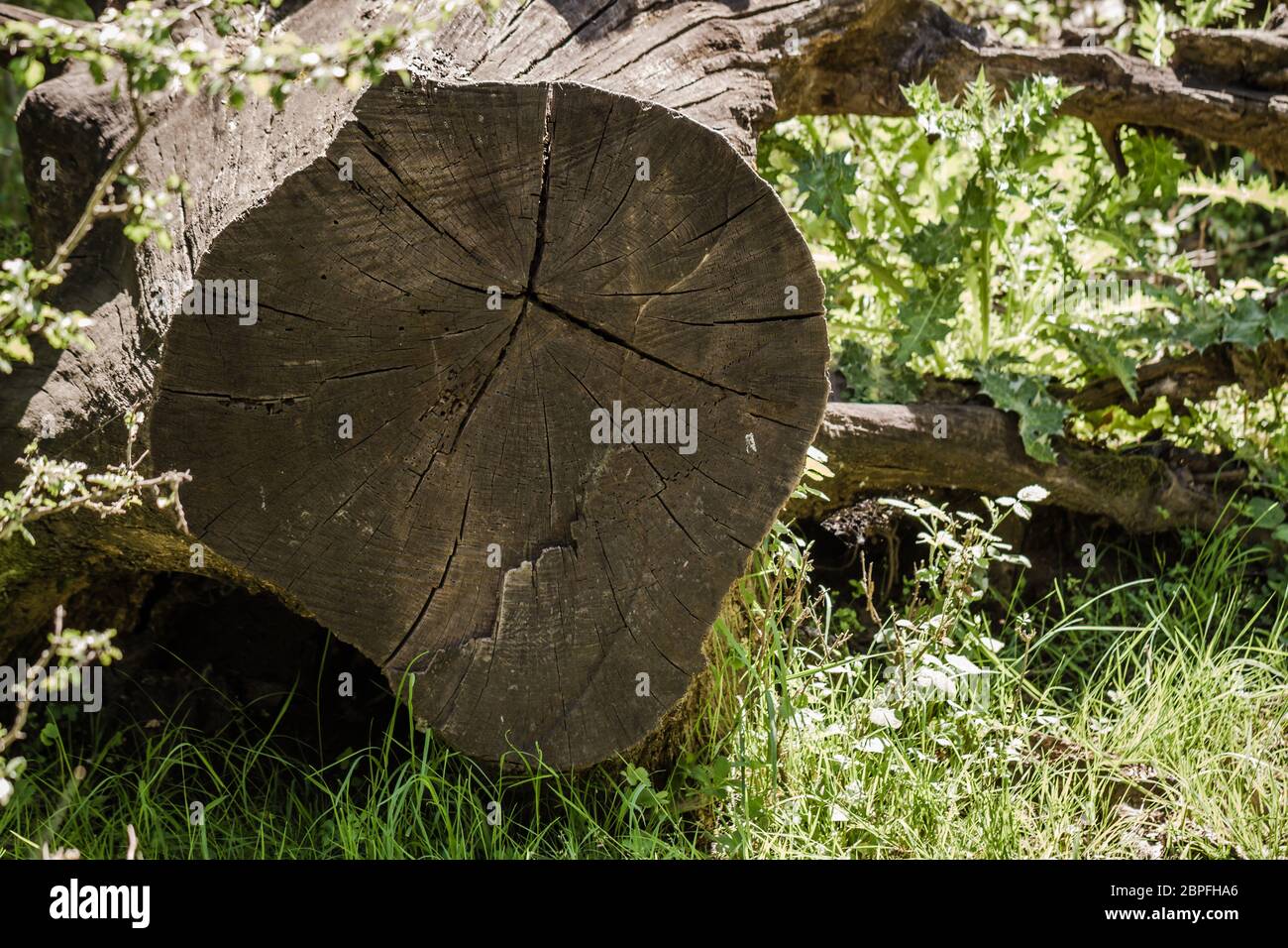Huge tree trunks hi-res stock photography and images - Alamy