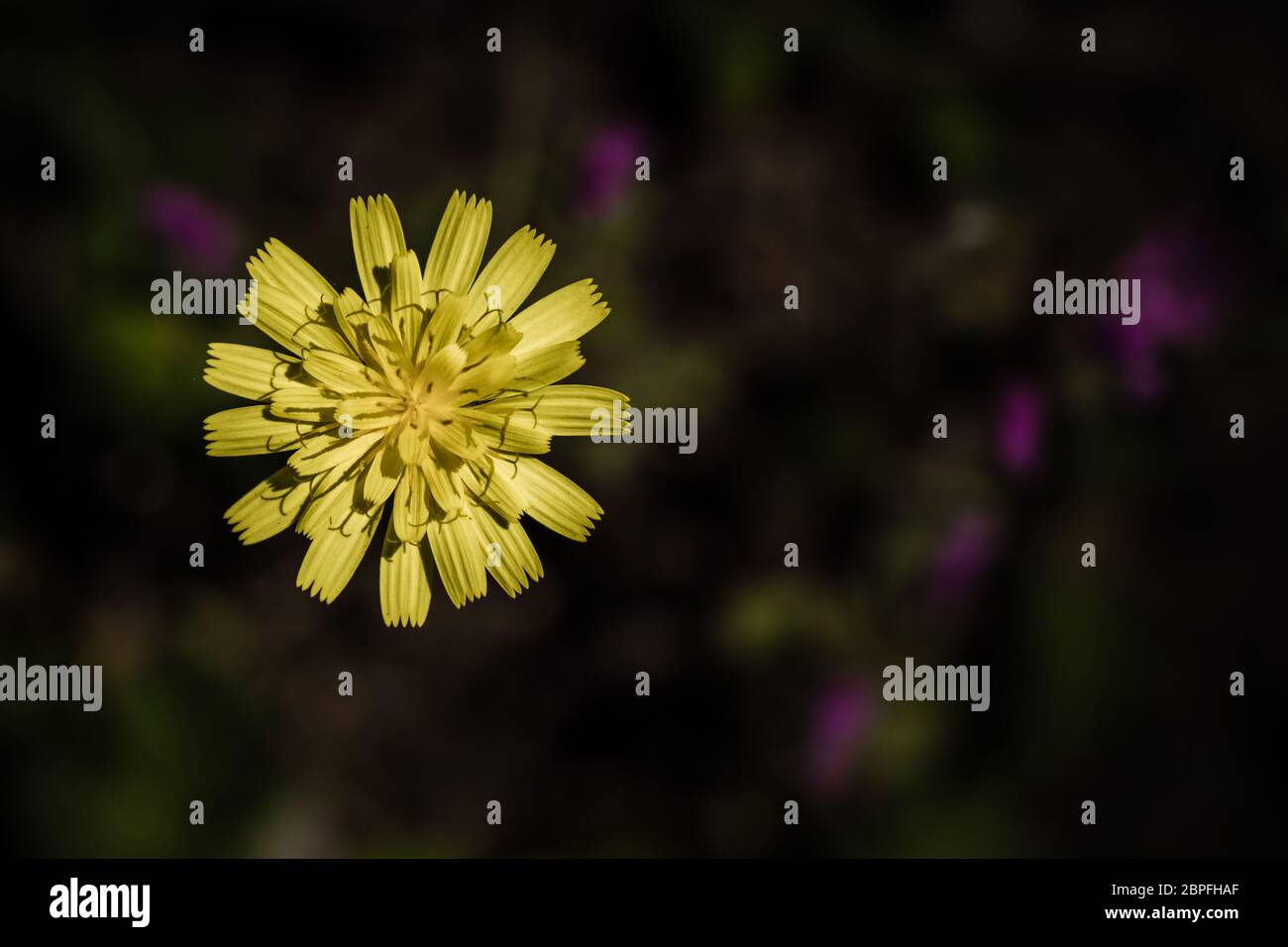 Blooming yellow dandelion flower on garden background Stock Photo - Alamy