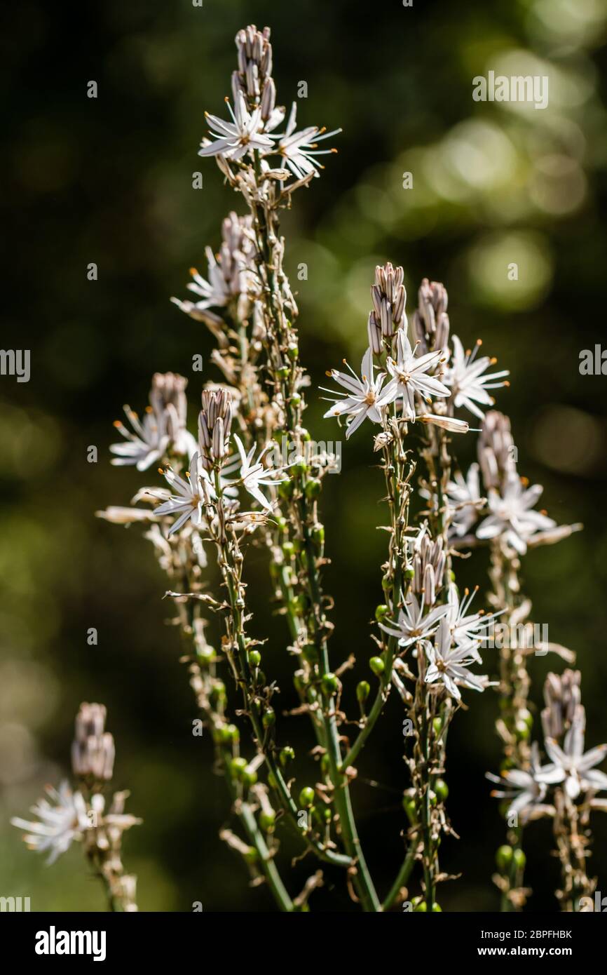 Beautiful Asphodelus Albus wildflower on green nature background Stock Photo
