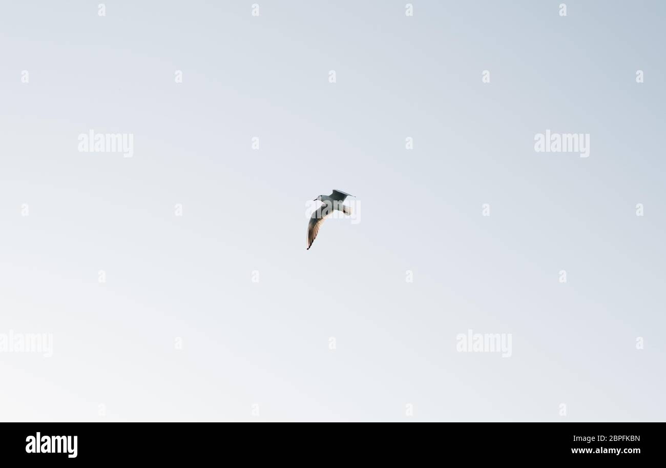 single seagull flying over clear blue sky Stock Photo
