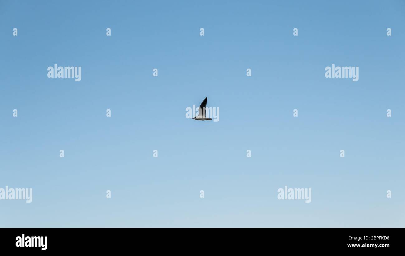 single seagull flying over clear blue sky Stock Photo