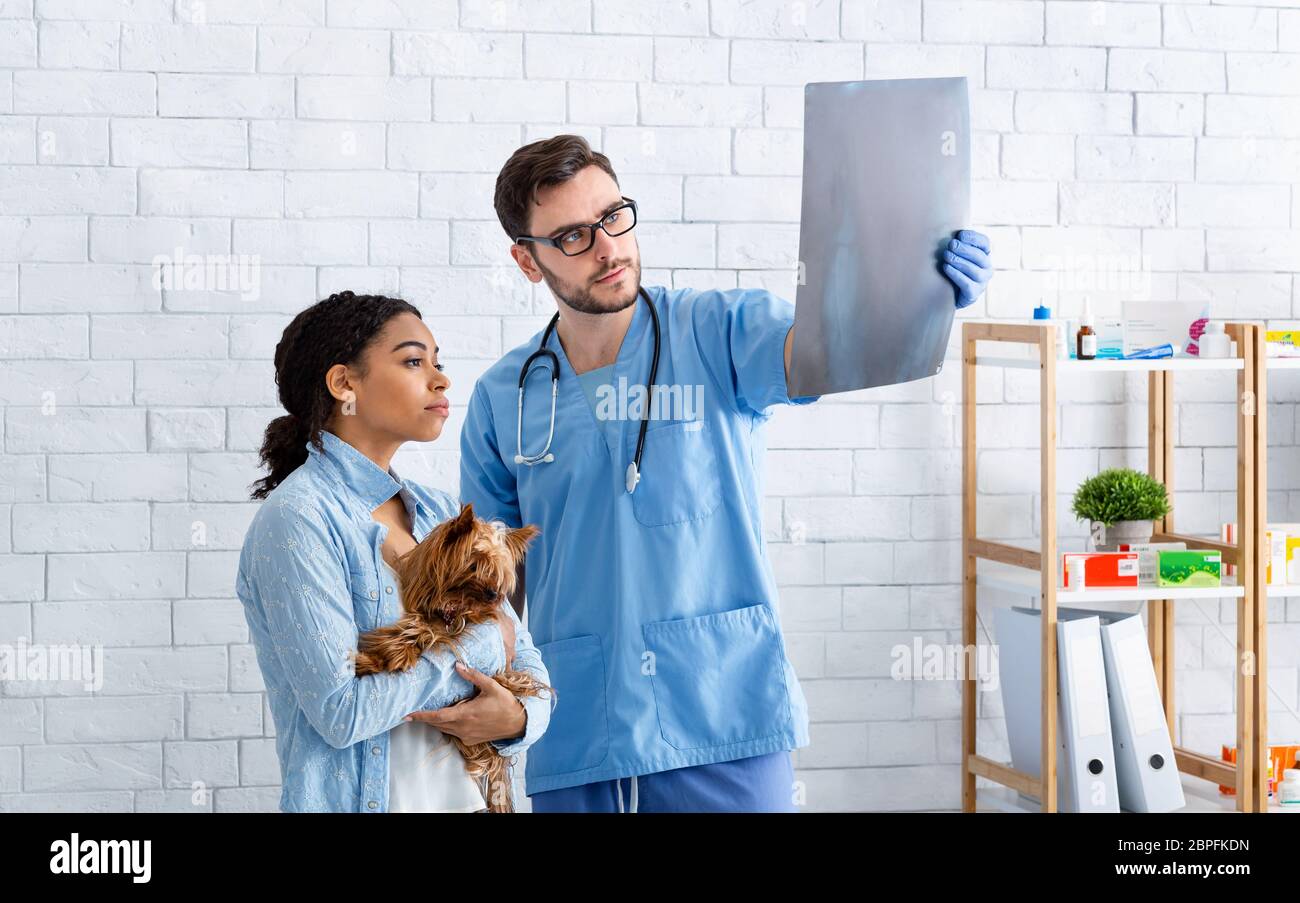 Veterinary surgery and radiology. Animal doctor and client examining