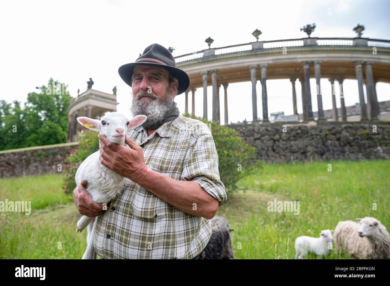 Potsdam, Germany. 19th May, 2020. Shepherd Olaf holds a lamb in his arms when the sheep arrive in Sanssouci Park. From May to November a total of 30 sheep are to graze the meadows in the park. Credit: Fabian Sommer/dpa/ZB/dpa/Alamy Live News Stock Photo