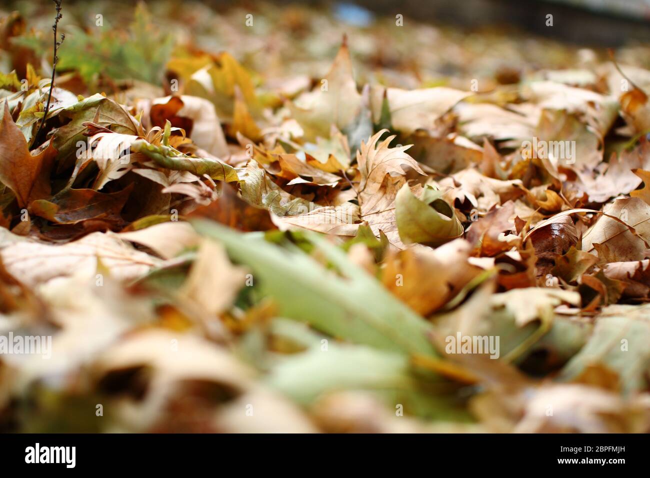 autumn oak leaf on the ground Stock Photo - Alamy