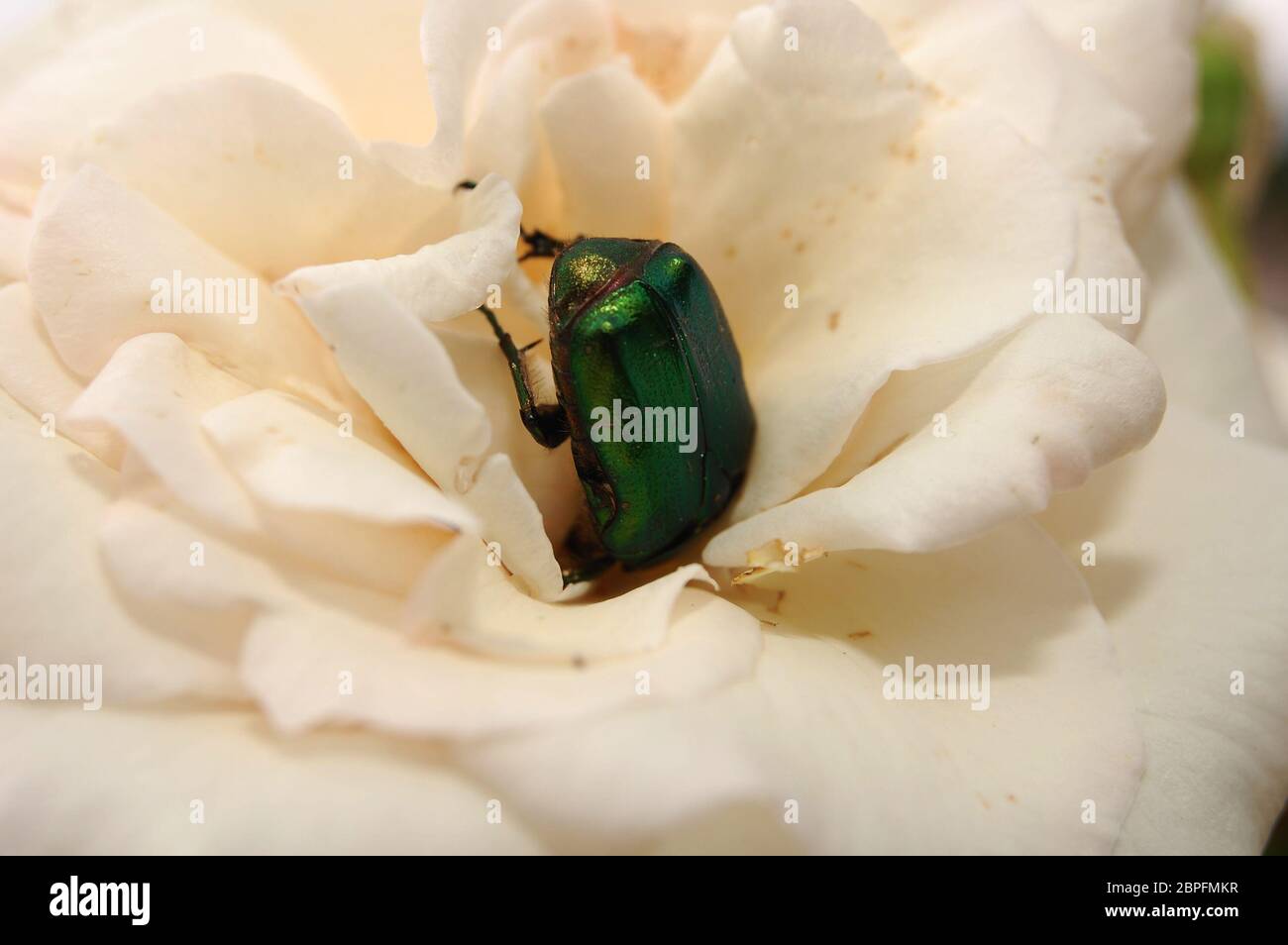 bug in white rose, close up Stock Photo