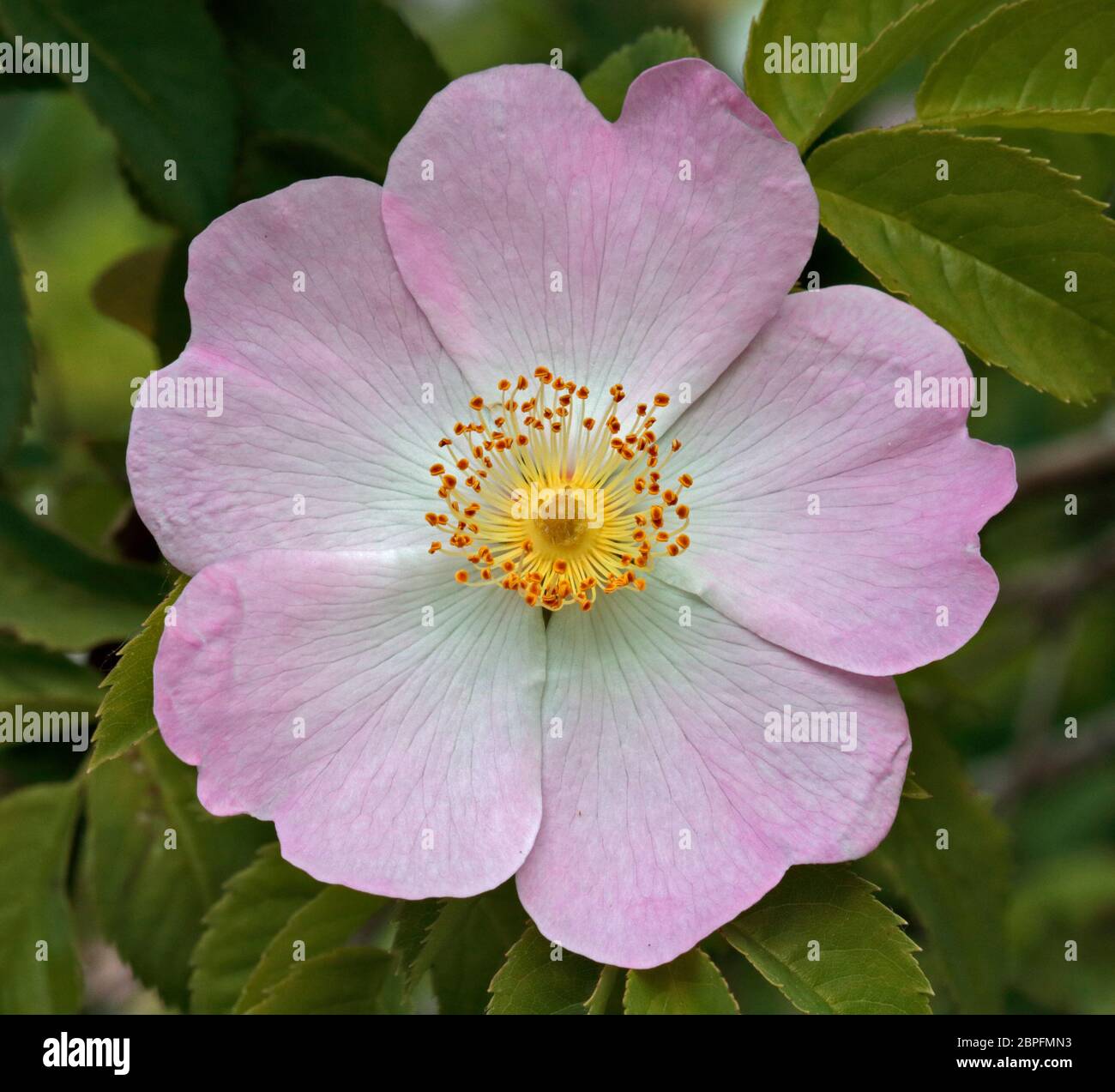 Dog Rose (rosa canina), UK Stock Photo