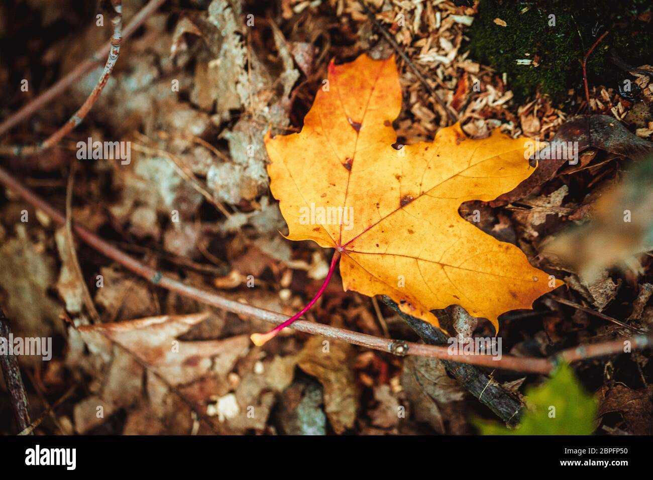 autumn leaves yellow and green on the ground in the forest Stock Photo ...