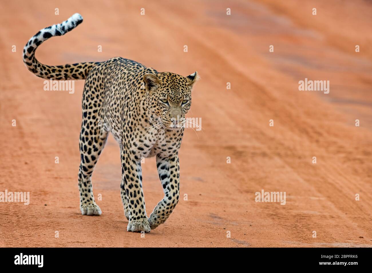 Leopard Panthera Pardus Auf Roter Sandpiste Tsavo West Nationalpark Kenia Ostafrika Stock Photo Alamy