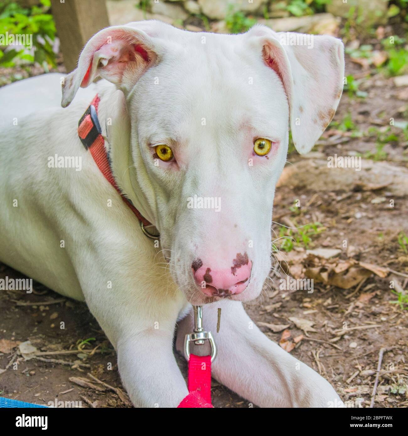 gorgeous and sweet white dog with yellow eyes and pink nose in the countryside with red collar Stock Photo