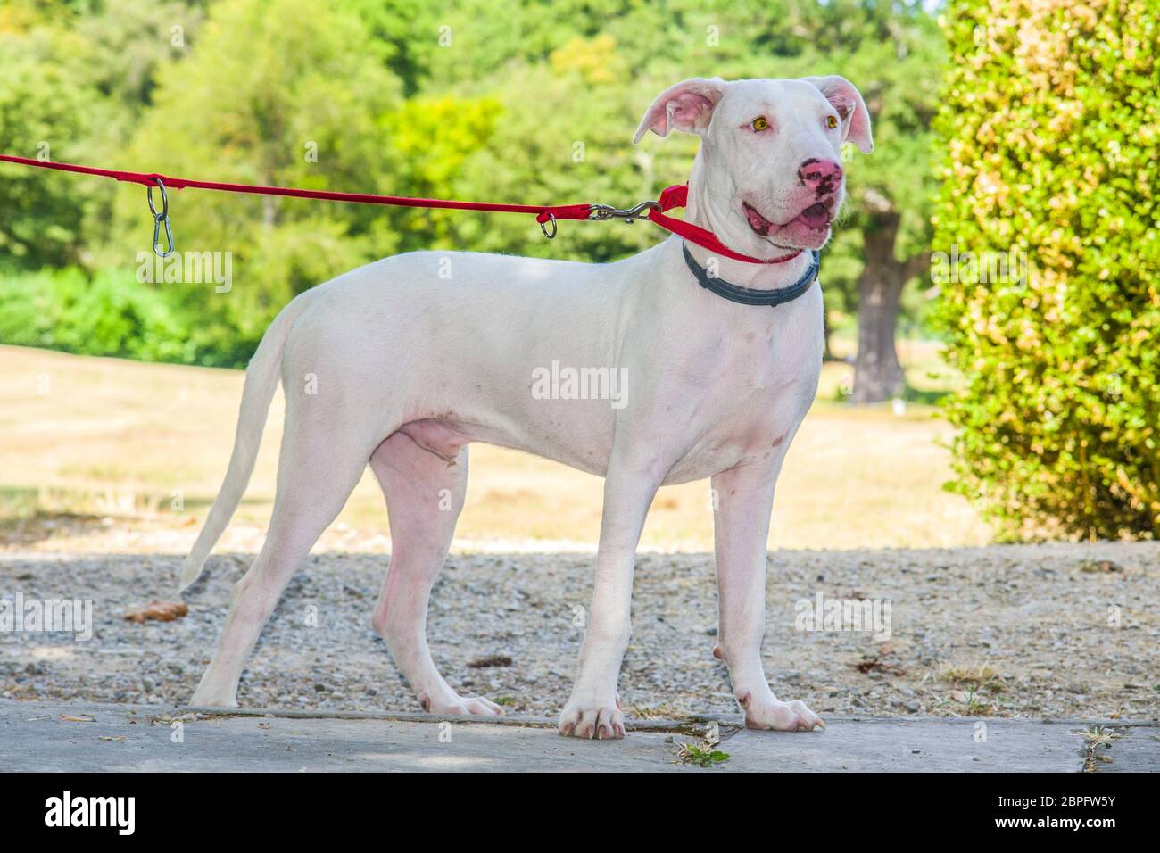 gorgeous and sweet white dog with yellow eyes and pink nose in the countryside with red collar Stock Photo