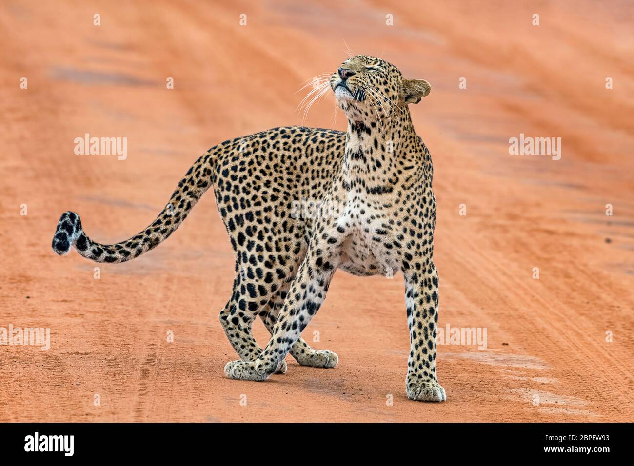Leopard (Panthera pardus), Tsavo West Nationalpark, Kenia, Ostafrika Stock Photo