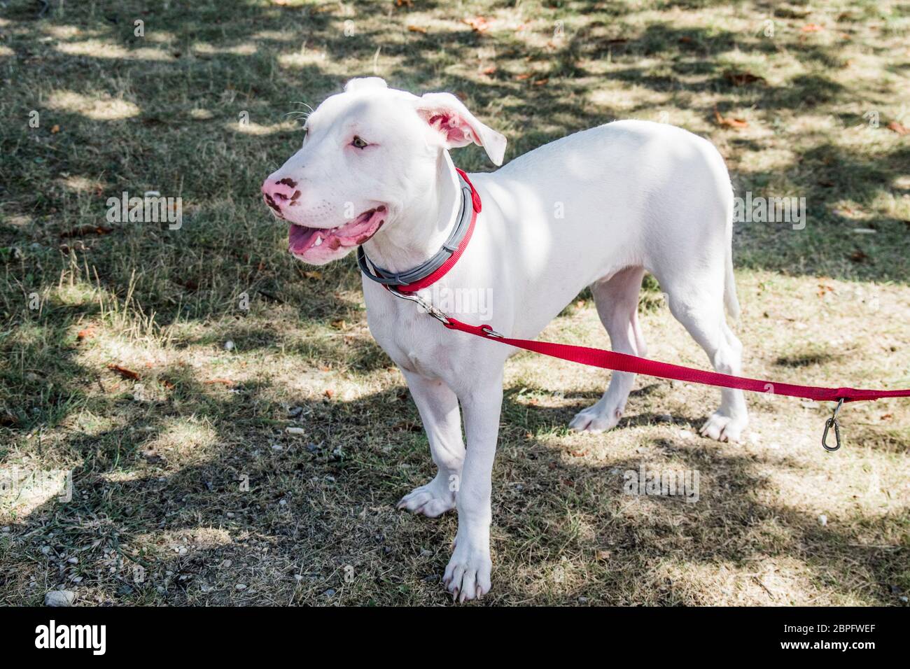 gorgeous and sweet white dog with yellow eyes and pink nose in the countryside with red collar Stock Photo