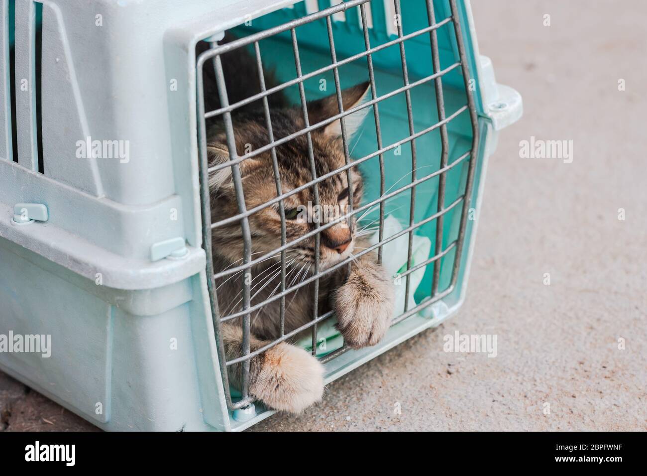 Sad Cat Behind Bars Closed In Trasport Box Or Pet Carrier Homeless Pets And Veterinary Concept Stock Photo Alamy