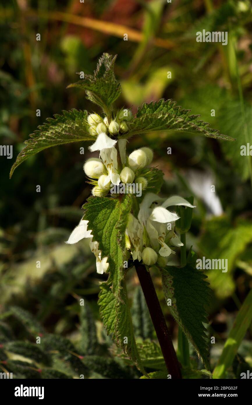 Nettle pollination hires stock photography and images Alamy
