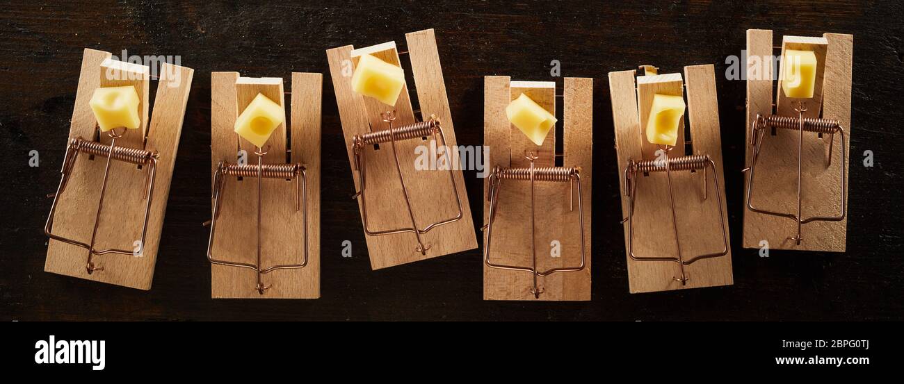 Row of cocked spring wooden mousetrap bars with cheese, viewed from
