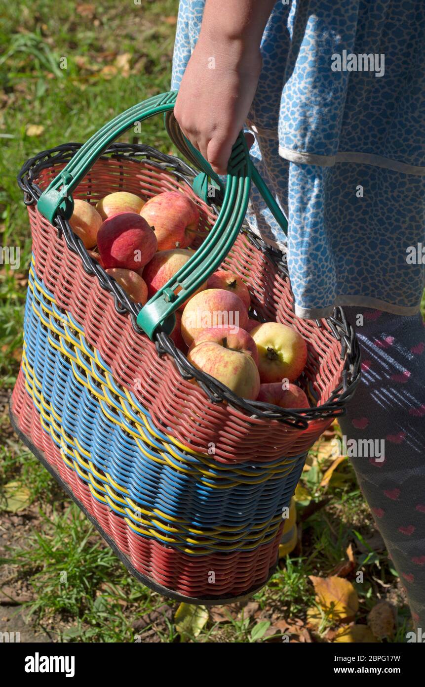Retro bag with garden apples in the hand of a rural girl Stock Photo