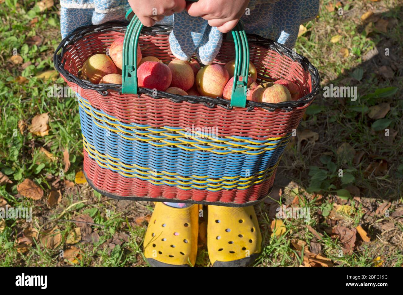 Heavy basket of apples in the hands of a farm girl close up Stock Photo