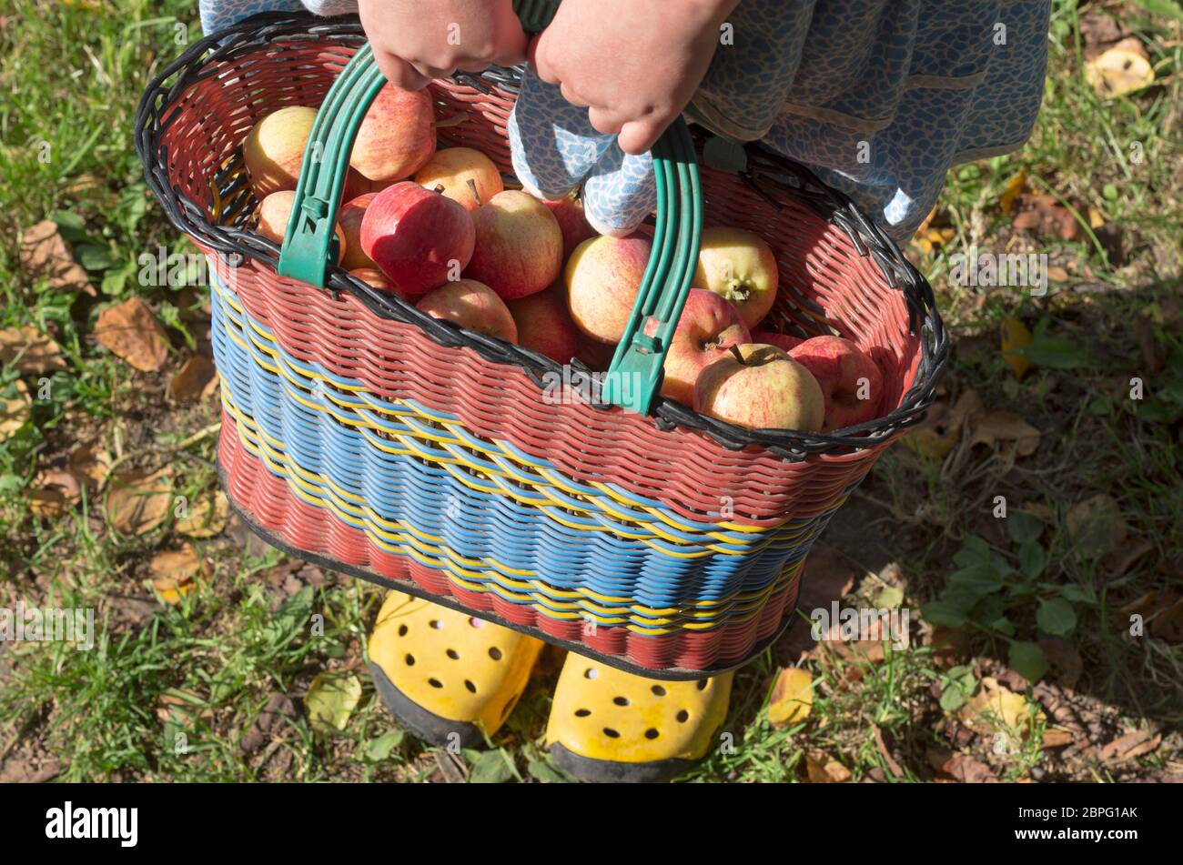 Wicker retro bag full of apples is held up with difficulty by a farm girl closeup Stock Photo