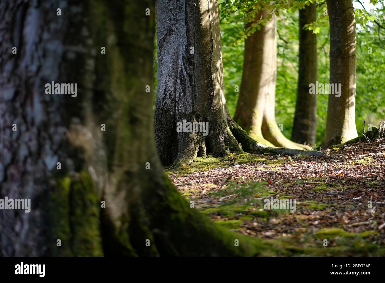 Buchen - Baumstämme mit Waldboden in einer Detailaufnahme Stock Photo