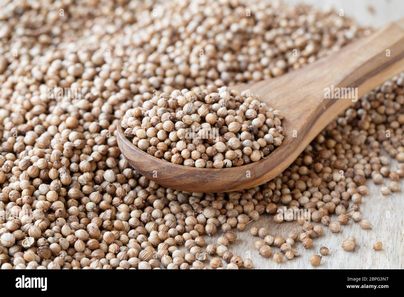 Wooden spoon full of whole coriander seeds Stock Photo